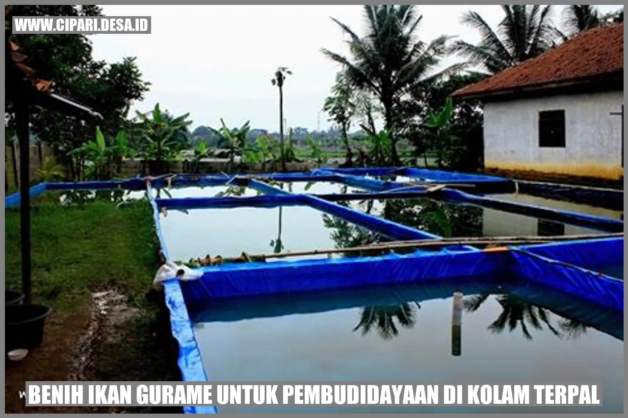 Benih Ikan Gurame untuk Pembudidayaan di Kolam Terpal