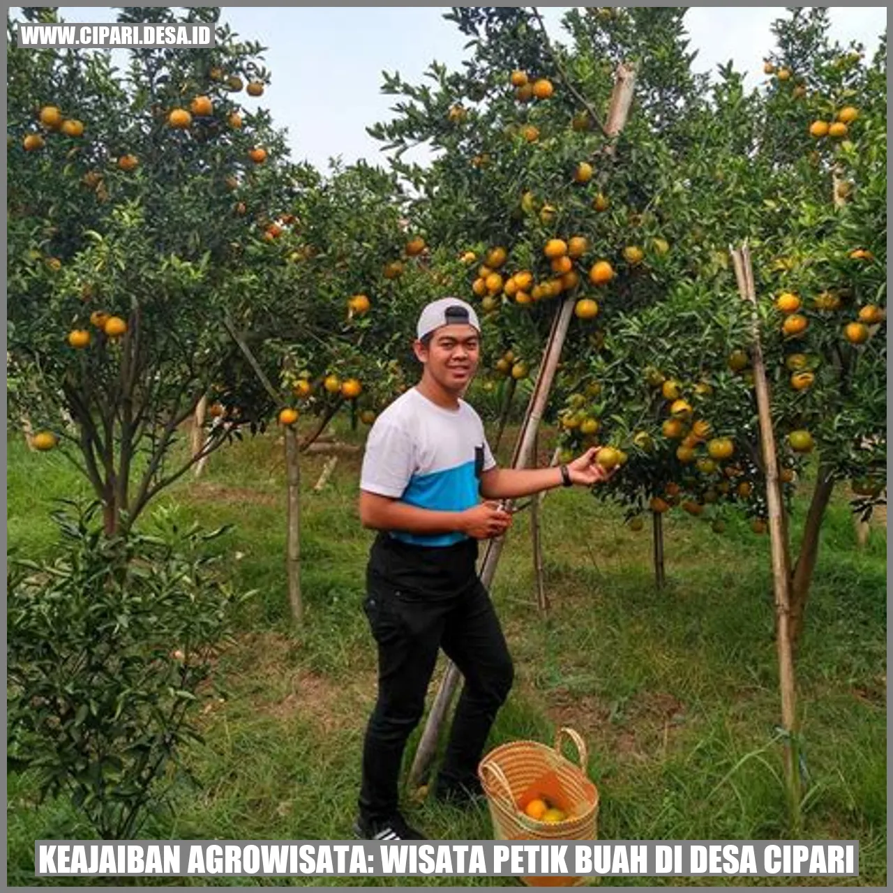 Keajaiban Agrowisata: Wisata Petik Buah di Desa Cipari