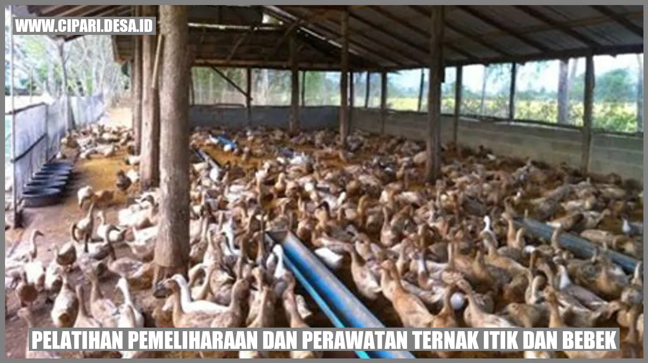 Pemeliharaan_Ternak_Itik_dan_Bebek