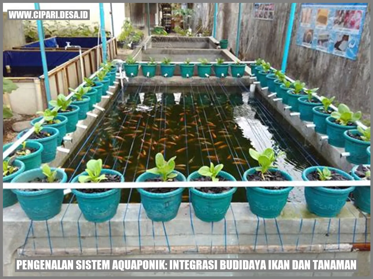 Pengenalan Sistem Aquaponik: Integrasi Budidaya Ikan dan Tanaman