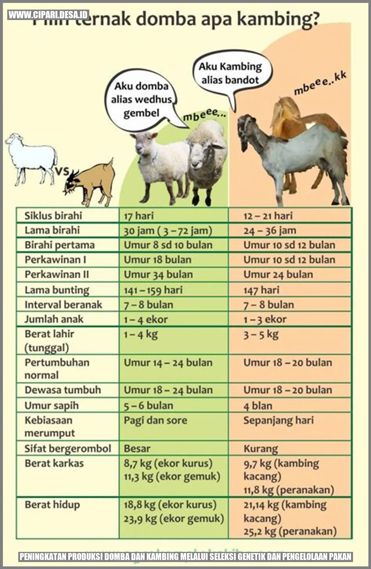 Seleksi Genetik pada Domba dan Kambing